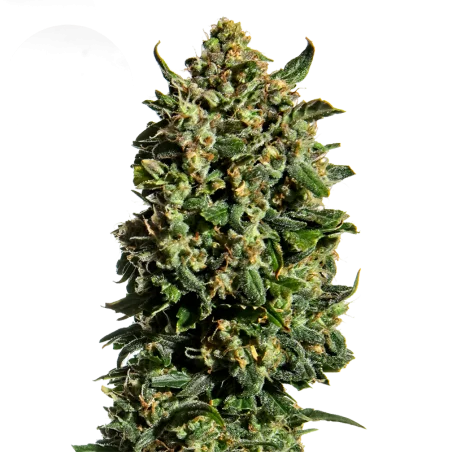 Wedding Cake van High Supplies