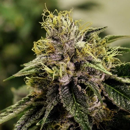 Blue Mystic van High Supplies