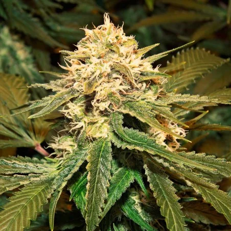 Holland's Hope van High Supplies
