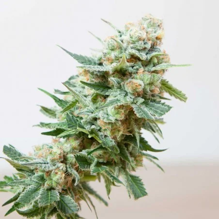 Misty van High Supplies
