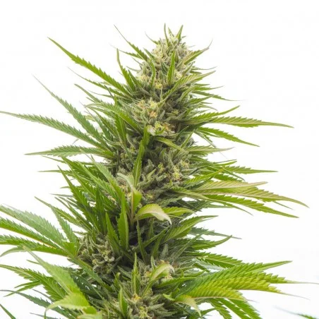 Bubblelicious van High Supplies