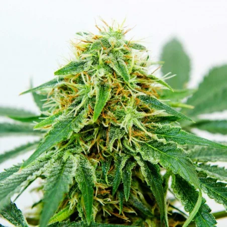Northern Light x Shiva van High Supplies