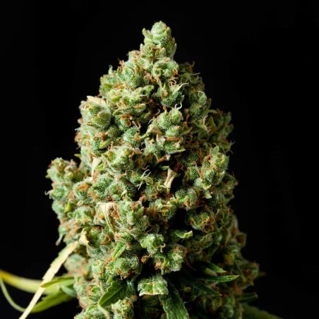 Jack Herer van High Supplies