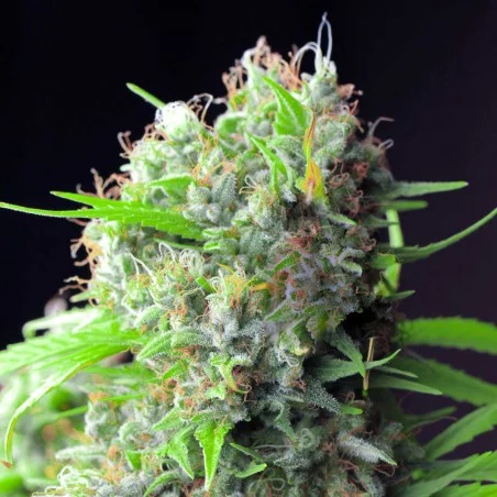 White Rhino van High Supplies