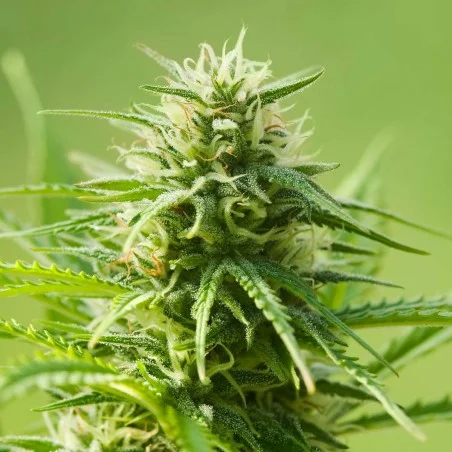 AK 47 van High Supplies