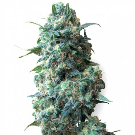 Afghan van High Supplies