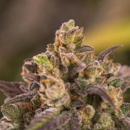 Blue Dream van High Supplies