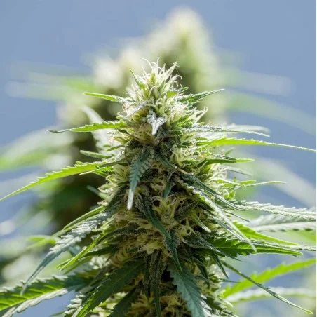 Afghan Outdoor van High Supplies