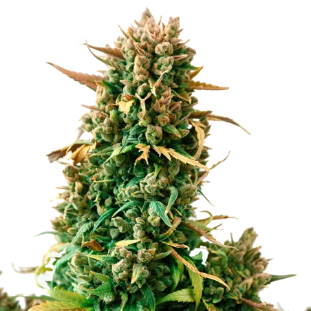 Zkittlez van High Supplies