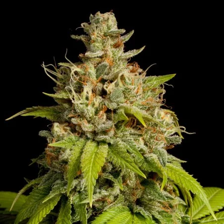 Durban Poison van High Supplies