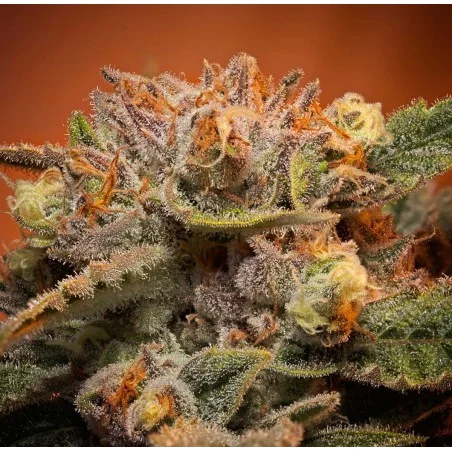 California Orange Bud van High Supplies