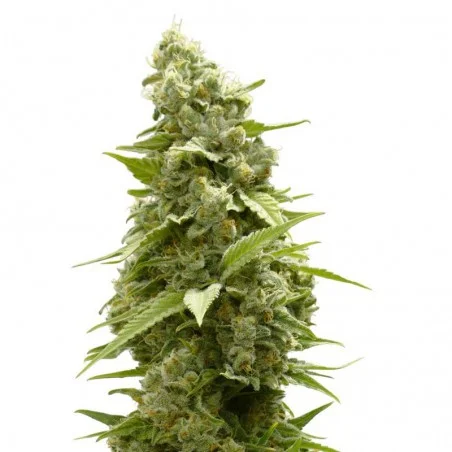 Girl Scout Cookies van High Supplies