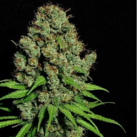 Aurora Indica van High Supplies