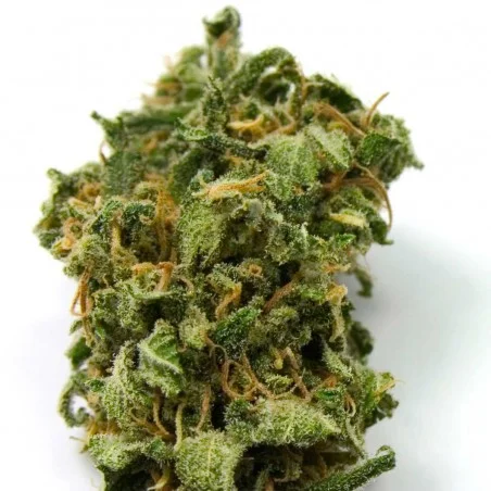 Top 44 van High Supplies