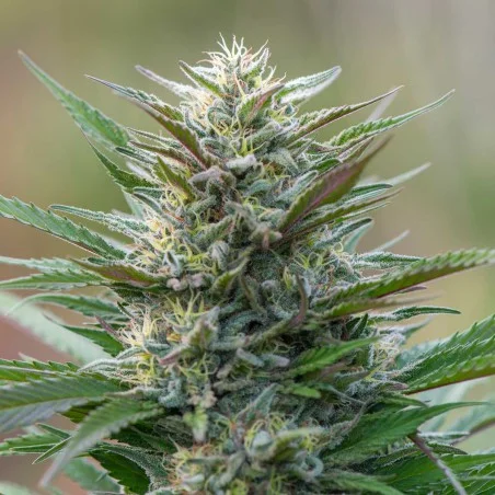 Master Kush van High Supplies
