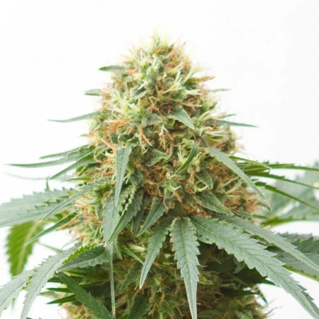 Northern Light van High Supplies