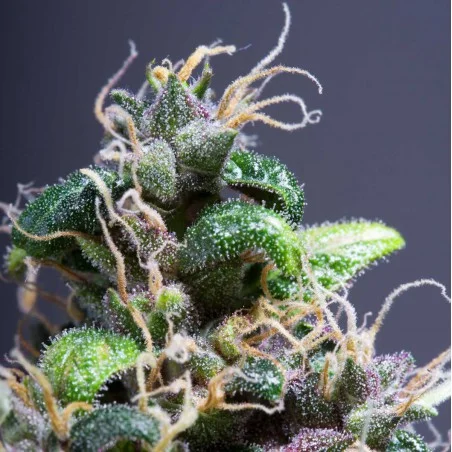 Purple Power van High Supplies
