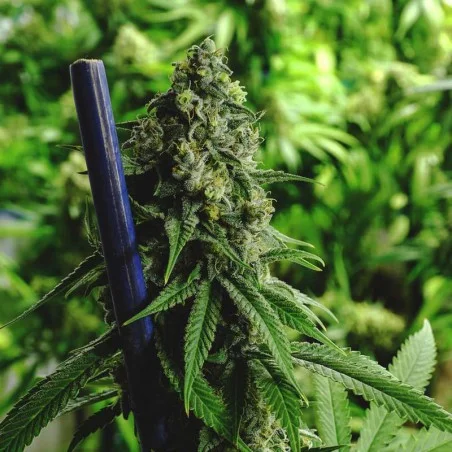 Nebula CBD van High Supplies