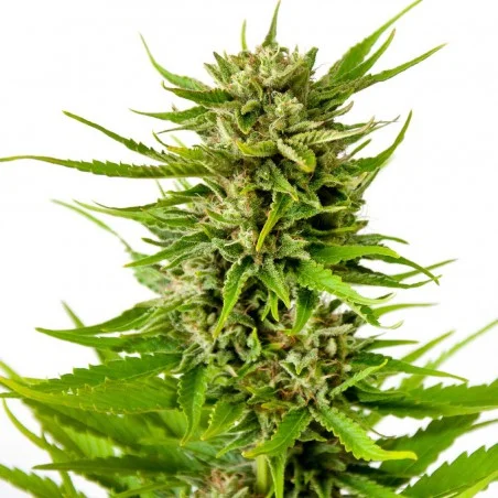 K2 van High Supplies