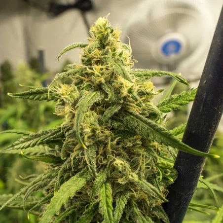 Big Bud van High Supplies