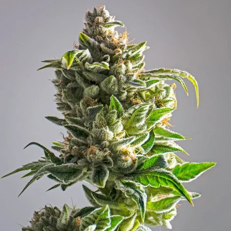 Pineapple Express van High Supplies
