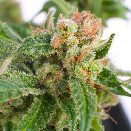 Original Highway Delight van High Supplies