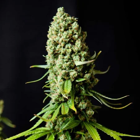 Super Skunk van High Supplies