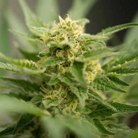 Amnesia Haze van High Supplies