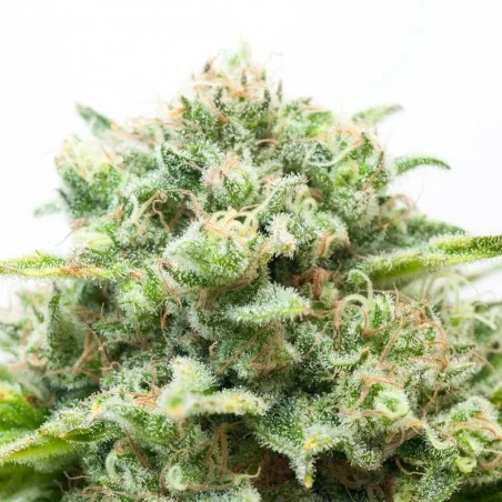Diesel van High Supplies