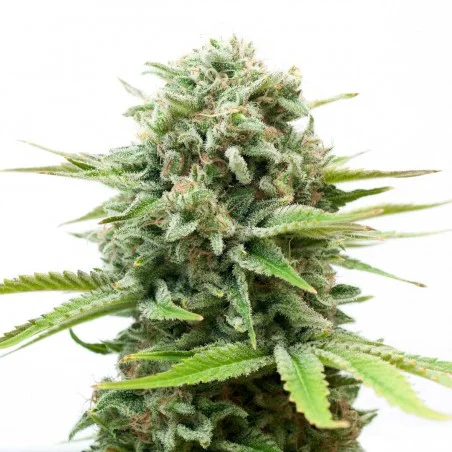 White Widow van High Supplies