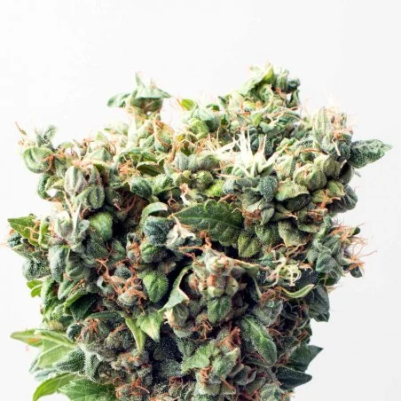 Critical van High Supplies
