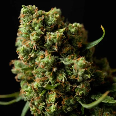 Four Way Specials van High Supplies