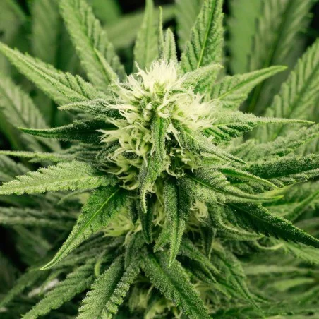 Early Bud van High Supplies
