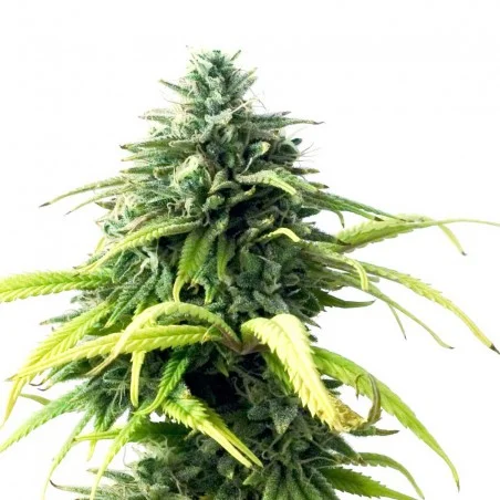 Skunk 1 van High Supplies