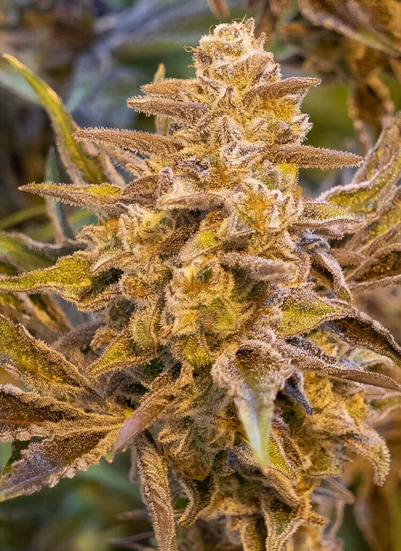 High Voltage van High Speed Buds