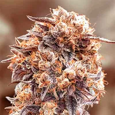 Purple Punch Fast van High Speed Buds