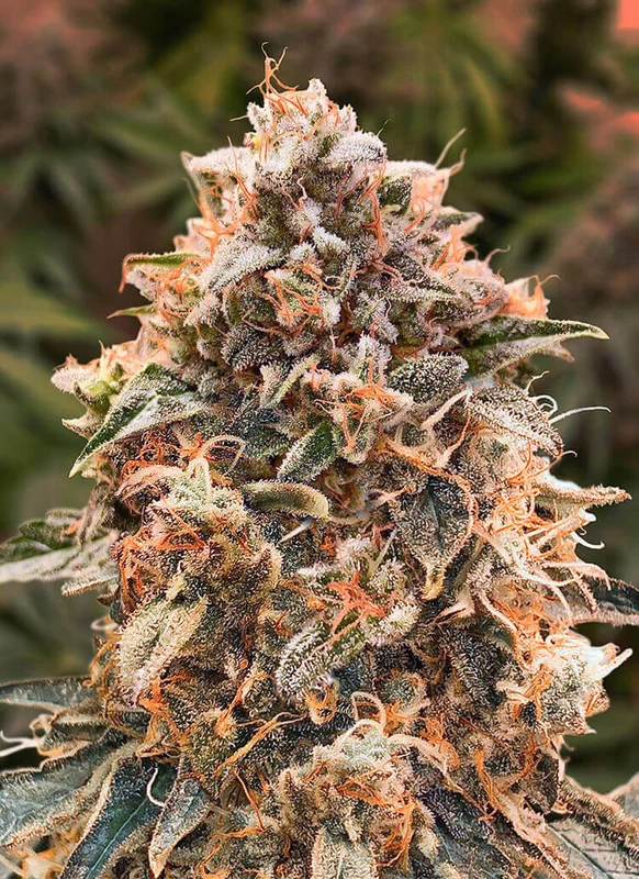 Super Glue #4 van High Speed Buds