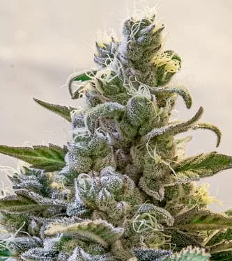 Lemon Cake van High Speed Buds