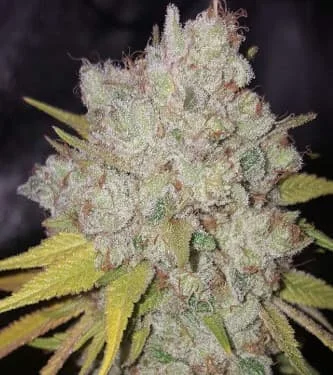 9 Pound Hammer Fast van High Speed Buds