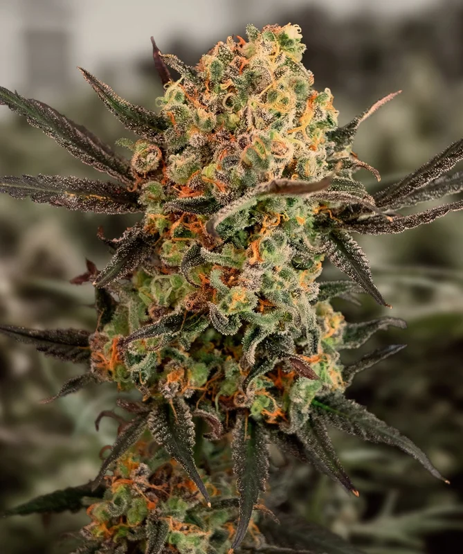 Gorilla Cookies van High Speed Buds