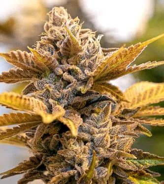 Alien Candy Kush Fast van High Speed Buds