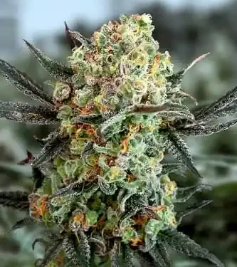 Gorilla Cookies van High Speed Buds