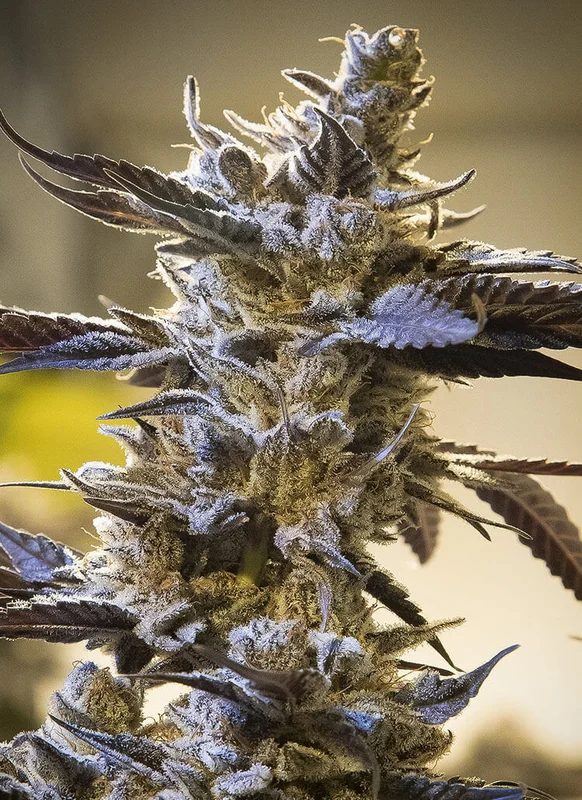Ghost Train Og van High Speed Buds