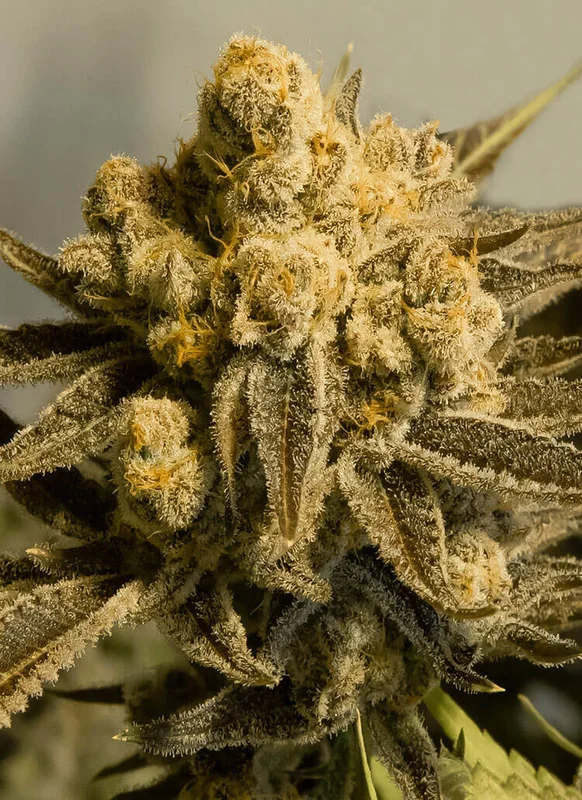 Critical Glue #4 van High Speed Buds