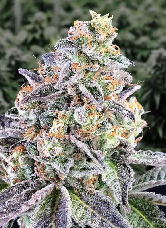 Cherry Pie van High Speed Buds