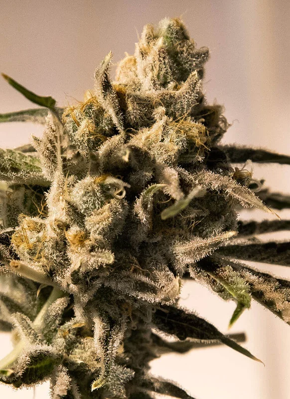 Cherry Pie Fast van High Speed Buds