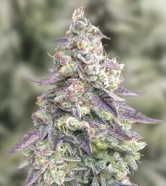 9 Pound Hammer van High Speed Buds