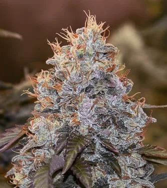 Strawberry Banana van High Speed Buds