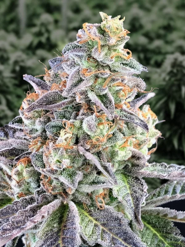 Cherry Pie van High Speed Buds