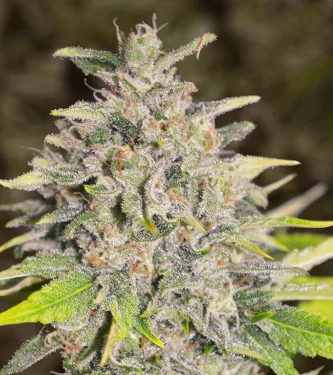 Chocolope van High Speed Buds